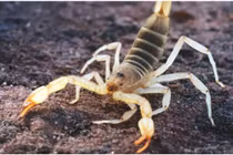 "Tử thần sa mạc" sở hữu thứ "đắt hơn vàng"