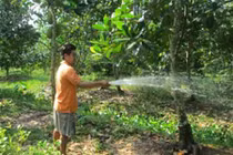 Giảm giá sốc nhà nông liêu xiêu vì mít Thái siêu sớm