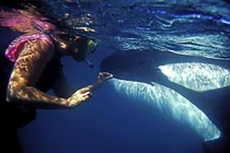 Video: Trải nghiệm bơi cùng cá voi sát thủ ở New Zealand