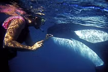 Video: Trải nghiệm bơi cùng cá voi sát thủ ở New Zealand