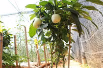 Đặc sản Tết: Trồng dưa pepino tí hon vào chậu, không lo đụng hàng