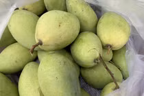 Xoài cát Hòa Lộc rớt giá thê thảm