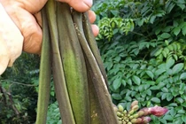 Thứ quả rừng dài cả mét được săn lùng