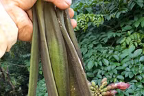 Thứ quả rừng dài cả mét được săn lùng