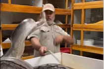 Người đàn ông may mắn thoát chết khi bị trăn khổng lồ tấn công