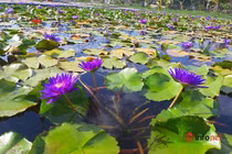 Thu tiền tỷ mỗi năm nhờ liều trồng hoa súng ngoại