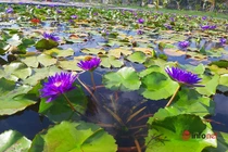 Thu tiền tỷ mỗi năm nhờ liều trồng hoa súng ngoại