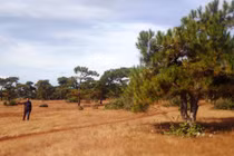 Lo mất rừng bởi dự án sân golf