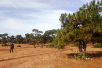 Lo mất rừng bởi dự án sân golf