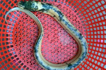 Sóc Trăng: Nông dân bắt được lươn lạ có màu ánh kim