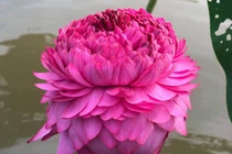 Hoa sen ngàn cánh chào hè, chị em Hà thành ráo riết lùng mua