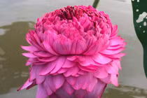 Hoa sen ngàn cánh chào hè, chị em Hà thành ráo riết lùng mua