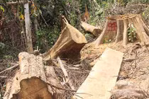 Vụ tàn sát rừng ở Quảng Nam: 6 cán bộ kiểm lâm bị đình chỉ công tác