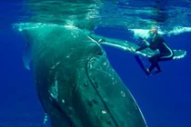 Cá voi khổng lồ dùng vây che chở, cứu nữ thợ lặn khỏi cá mập