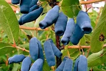 Những loại trái cây hiếm mà 99% người chưa biết tên