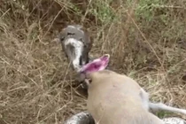 Video: Bị sừng linh dương đâm thủng họng, trăn đá vật vã trong đau đớn