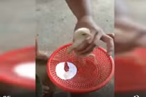 Video: Cận cảnh chú gà 4 chân hiếm gặp ở Thái Nguyên