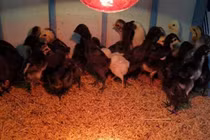 Nuôi giống gà đắt nhất thế giới, bán một con có ngay hơn nửa triệu