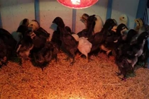 Nuôi giống gà đắt nhất thế giới, bán một con có ngay hơn nửa triệu