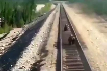 Video: Liều mình cứu con kẹt trên đường ray, gấu mẹ bị tàu hỏa cán chết