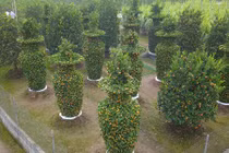 Video: Vườn quýt lục bình cao hơn 3m, giá 50 triệu mỗi cặp