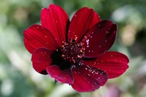 Chiêm ngưỡng vẻ đẹp của loài hoa đã tuyệt chủng ở tự nhiên