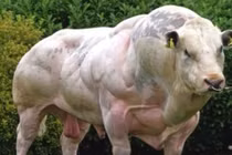 Video: Bò cơ bắp cuồn cuộn như lực sĩ gây sốt mạng