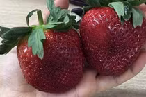 Dây tây Úc quả đỏ mọng giá trên nửa triệu/kg “hớp hồn” nhà giàu Việt