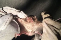 Sốc: Người đàn ông tử vong vì bị dơi cắn