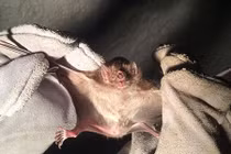 Sốc: Người đàn ông tử vong vì bị dơi cắn