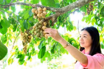 Về Tiên Phước, thưởng thức trái lòn bon ngon nhất Việt Nam