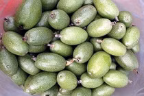 Nhót xanh chua loét, giá cao tới 200.000 đồng/kg vẫn "cháy hàng"