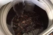 Cách rửa tôm hùm của vợ chồng siêu lười khiến dân mạng cười ngất