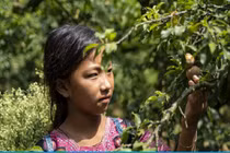 Nỗi lo của người nông dân khi mận mất mùa lại rớt giá