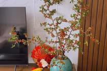 Rộ cơn sốt cắm cherry rừng, hàng về đến đâu hết đến đó