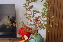 Rộ cơn sốt cắm cherry rừng, hàng về đến đâu hết đến đó