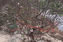 COVID-19 : Làng đào Hải Dương kêu cứu