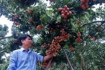 Lão nông Sán Dìu tạo quả vải thiều đắt nhất Việt Nam