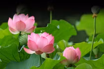 “Điểm danh” Quốc hoa của các quốc gia Đông Nam Á