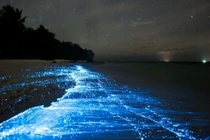 Bãi biển phát sáng trong đêm như dải ngân hà, nằm sát Việt Nam