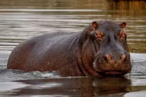 Tại sao loài hà mã lại thích sống dưới nước?