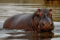 Tại sao loài hà mã lại thích sống dưới nước?