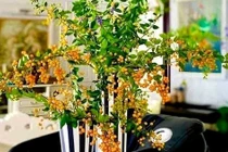 Cây bụi bờ rào lên Hà Nội thành hàng sang chảnh