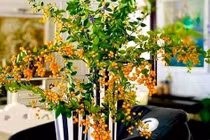 Cây bụi bờ rào lên Hà Nội thành hàng sang chảnh