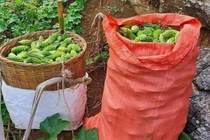 Loại quả sần sùi, ăn đắng ngắt, giá hàng trăm nghìn/kg vẫn được ưa chuộng