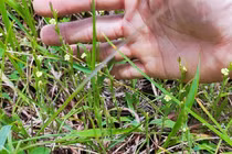 Thấy loại cỏ này đừng nhổ bỏ, một kg bán được tới vài triệu đồng