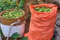 Loại quả sần sùi, ăn đắng ngắt, giá hàng trăm nghìn/kg vẫn được ưa chuộng