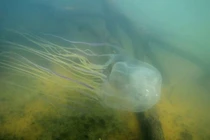 Tìm ra cách đối phó loài kịch độc, giết được 60 người cùng lúc