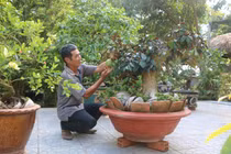 Ở nơi này, dân kiếm bộn tiền nhờ bonsai xoài, vú sữa
