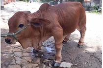 Chú bò chân ngắn" khiến dân mạng thắc mắc "gấp đôi canxi để làm gì"